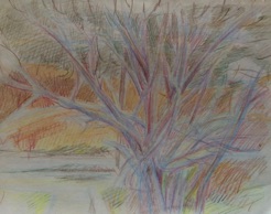 Tree in field
coloured pencils